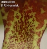 Bulbophyllum antenniferum  (15)